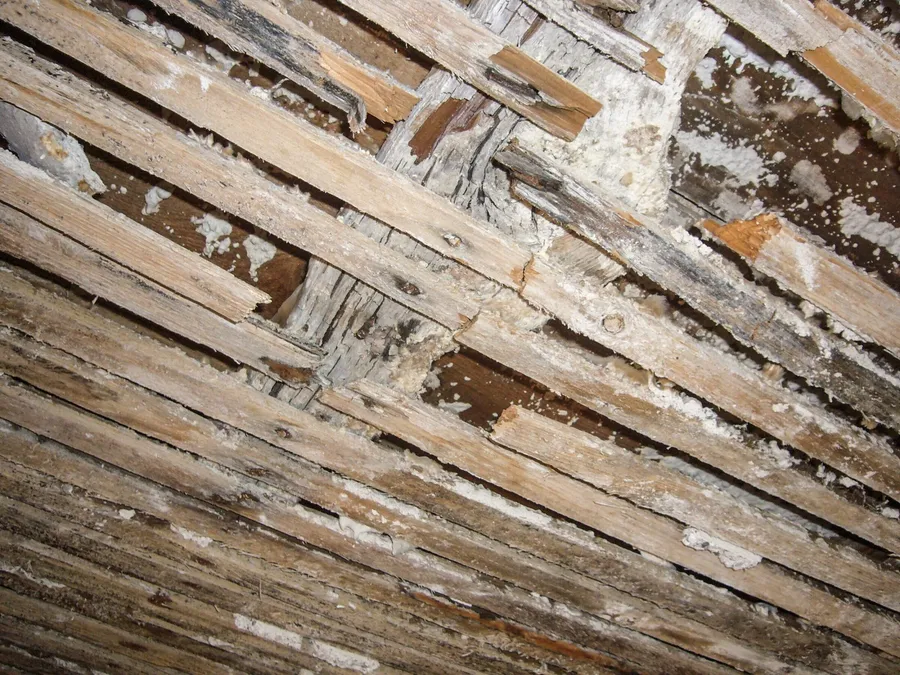 Schwammsanierung — Detail